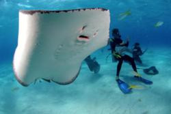 Sunset Divers Stingray